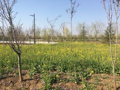 -兰陵国家农业公园