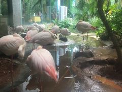 -火烈鸟餐厅