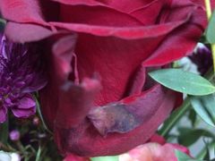 -Butchart布查德鲜花(花艺设计中心)