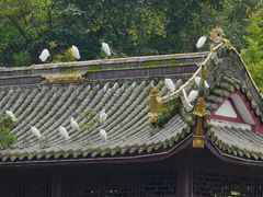 -温江公园