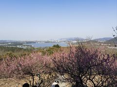 -香雪海