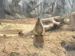 -武汉动物园