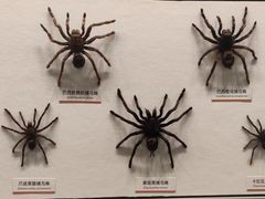 -四川大学博物馆