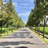 走在嘉北郊外希望的田野上，跟稻田和粉黛乱子来个亲密接触[惊叹]
