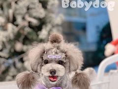 -BABYDOG宝贝狗宠物乐园(欧洲城店)