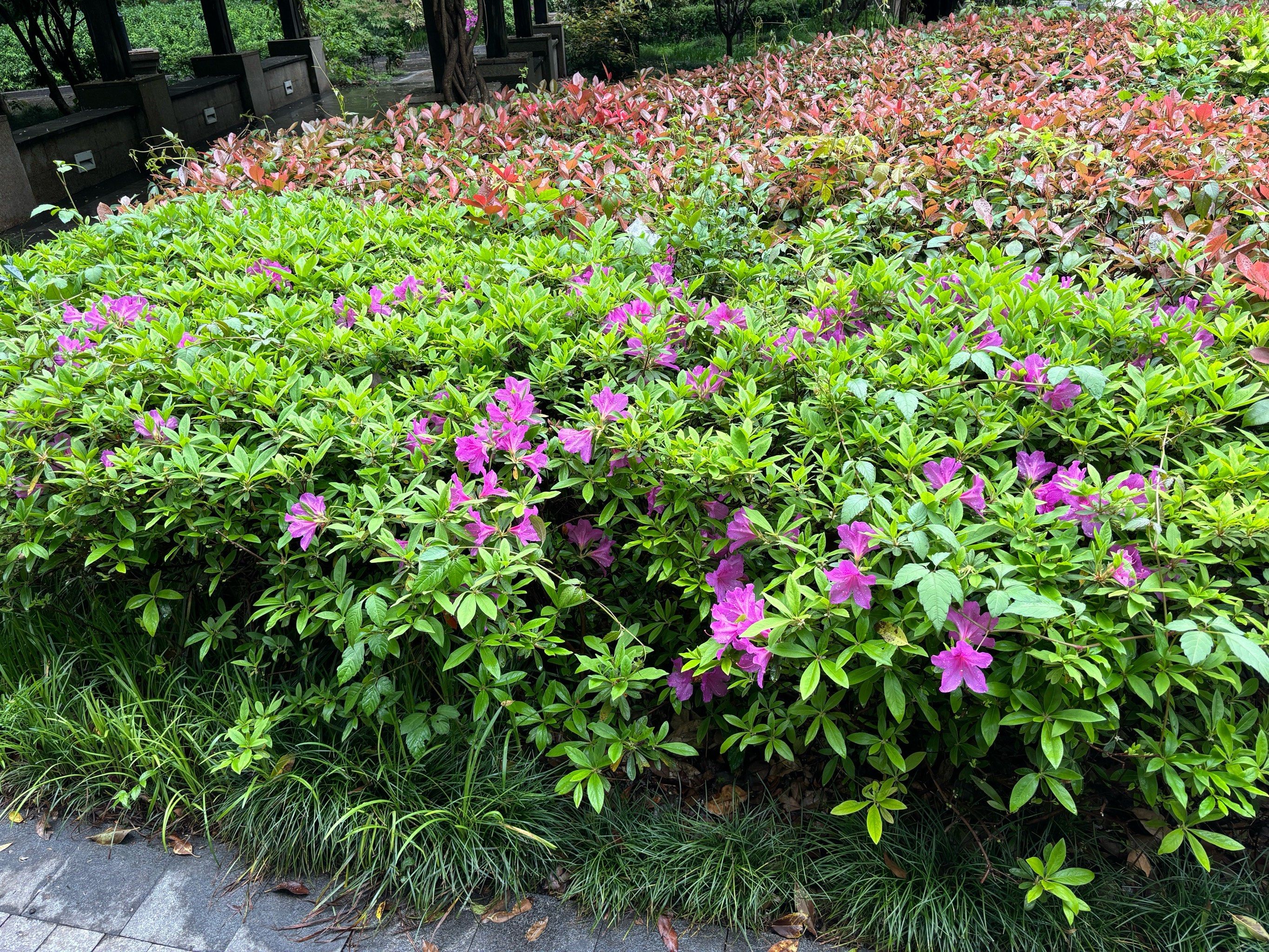 随手拍小区的花花