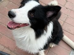 -趣玩宠物乐园寄养训犬训狗游泳池