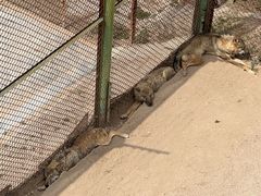 -青藏高原野生动物园