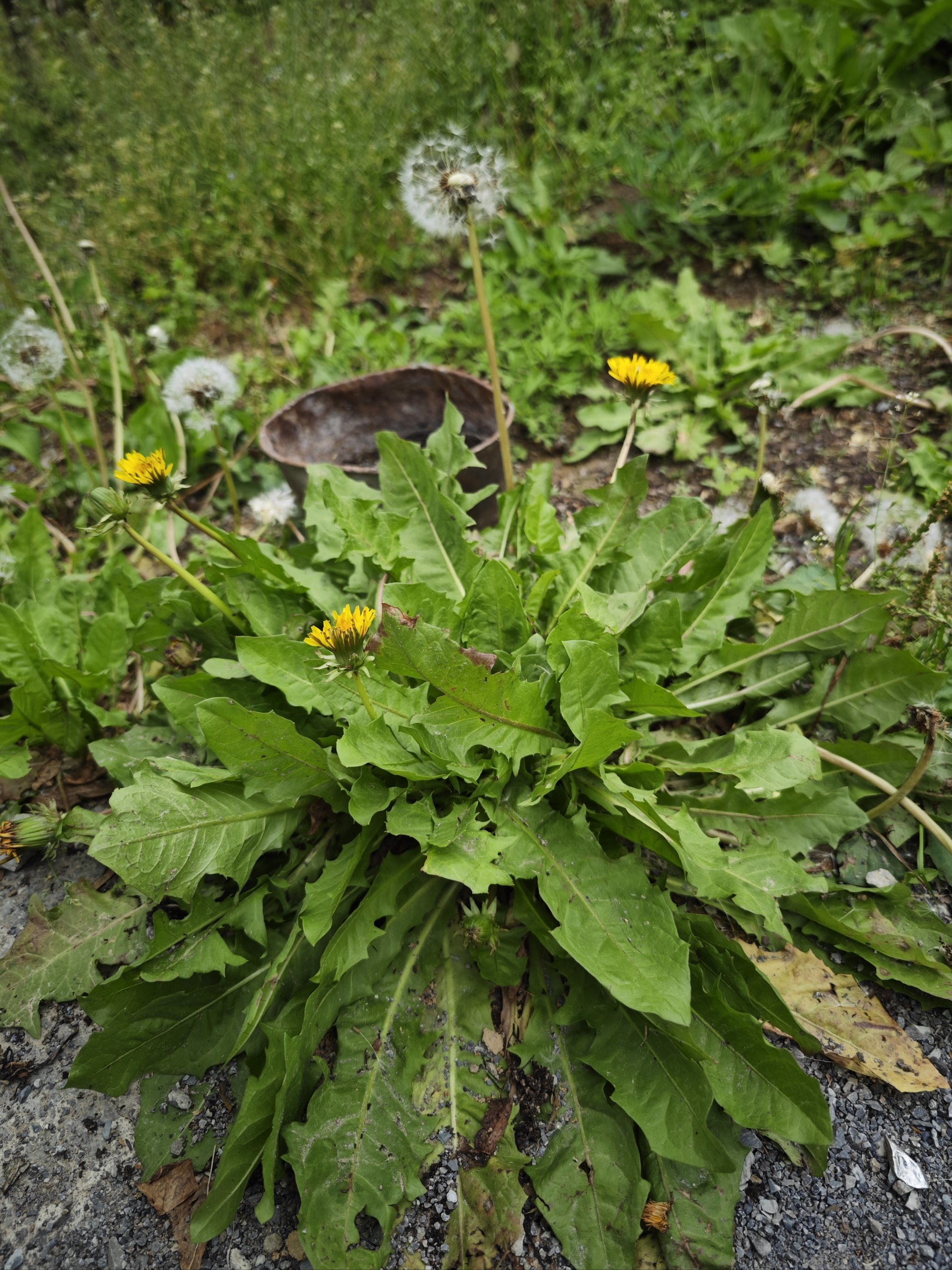 春夏交替,野地蒲公英