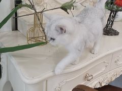 -共舞时光猫咖·狗咖(新街口店)