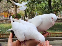 -西园寺素食(西园弄戒幢律寺店)