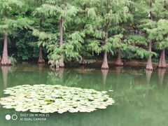 -荔枝公园(福田区)