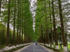 -黄海国家森林公园