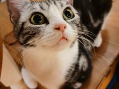 -猫小院猫主题餐厅(南锣旗舰店)