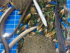 鳗鱼-济南海鲜大市场