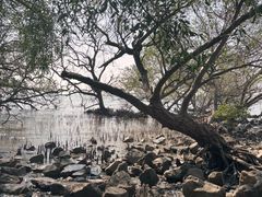 -宝安西湾红树林湿地公园