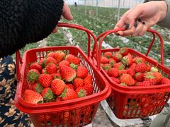 -建德果蔬乐园绪塘草莓基地