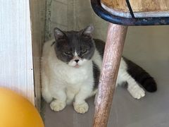 -豆逗聊愈猫阁Easy Life