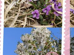 -青岛大学路小学