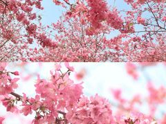 -天适樱花悠乐园