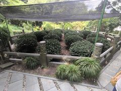 -十八棵（老龙井）御茶园(老龙井店)