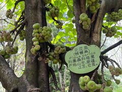 -云南勐巴娜西珍奇园
