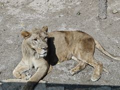-北京野生动物园