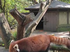 -云南野生动物园
