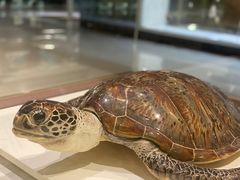 -青岛贝壳博物馆