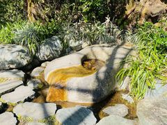 -雁南飞茶田景区