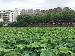 -潘塘公园