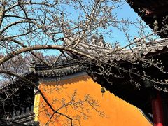 -灵谷景区