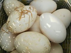 -武汉世外桃源农庄