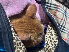 -艾贝尔宠物医院·24H转诊中心·肿瘤猫专科(江宁双龙店)