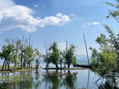 -洱海月湿地公园