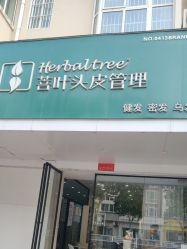 -菩叶脱发白发中心