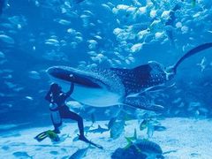 -烟台海昌鲸鲨海洋公园