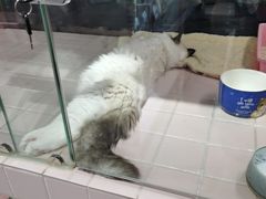 -FAELING PETS美天灵宠物(富力广场店)