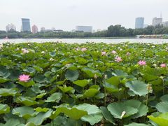 -莲花池公园