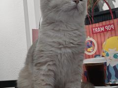 -琪喵猫屋·撸猫猫咖·猫舍