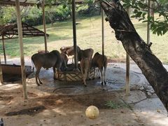 -深圳野生动物园