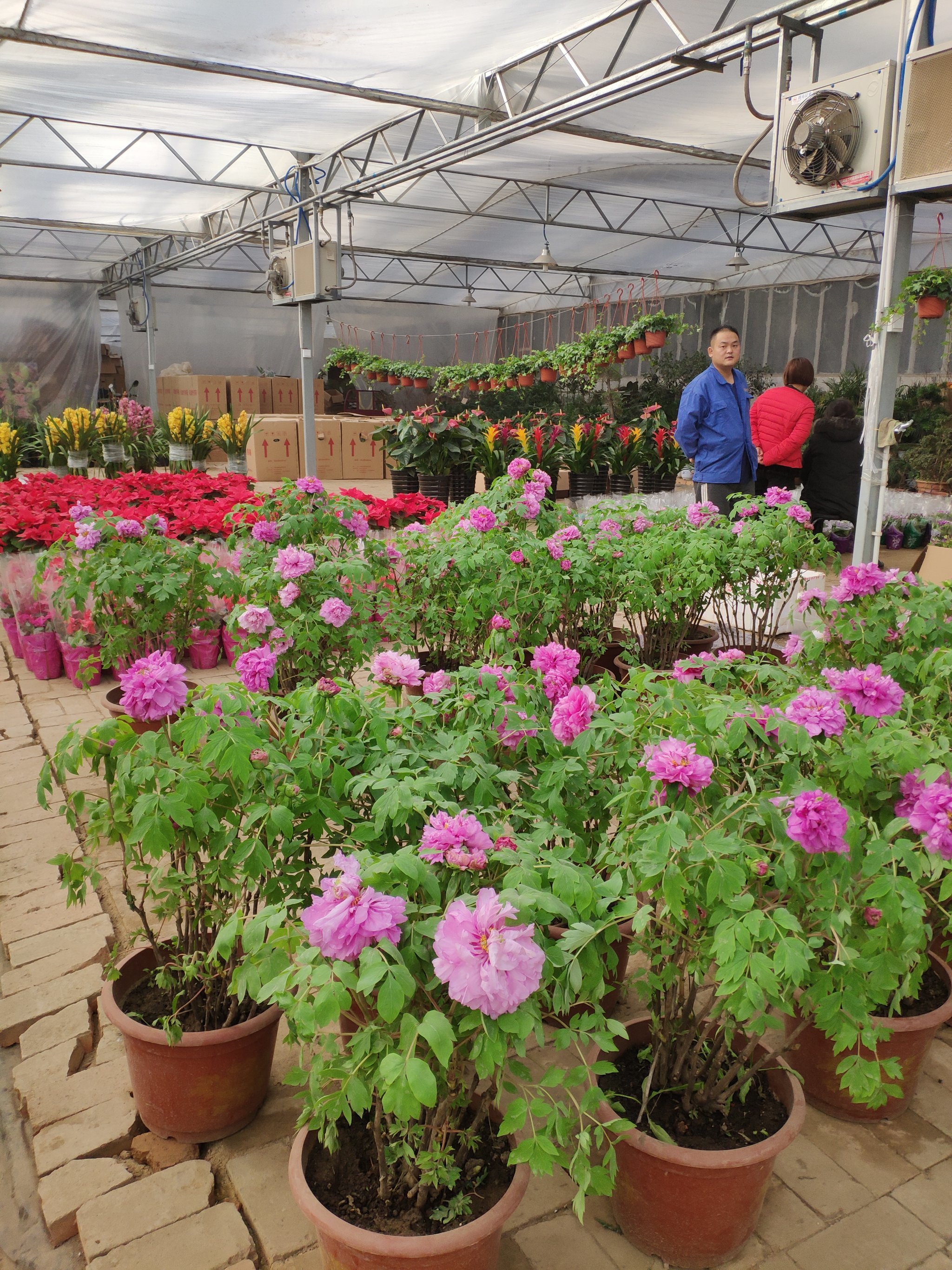 雁锦花卉市场拆了以后