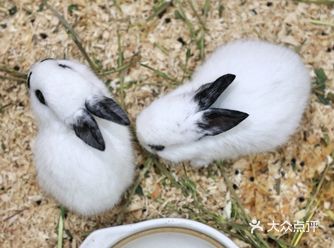 “哇，好可爱的小兔子！” 孩子最近很喜欢小兔子