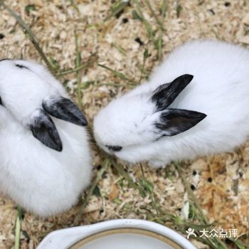 “哇，好可爱的小兔子！” 孩子最近很喜欢小兔子
