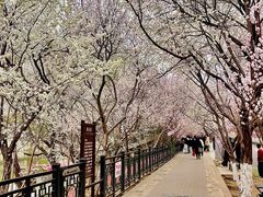 -桃花堤公园