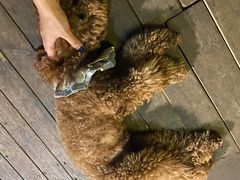 -半坡九号老挝冰咖啡