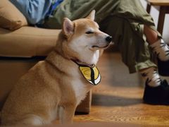 -柴务处·柴犬主题狗咖