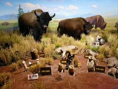 -陕西自然博物馆