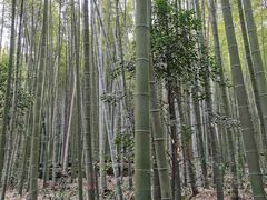 -缙云山景区
