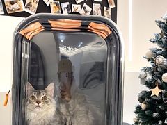 -comecome来吧宠物(奥克斯中心店)